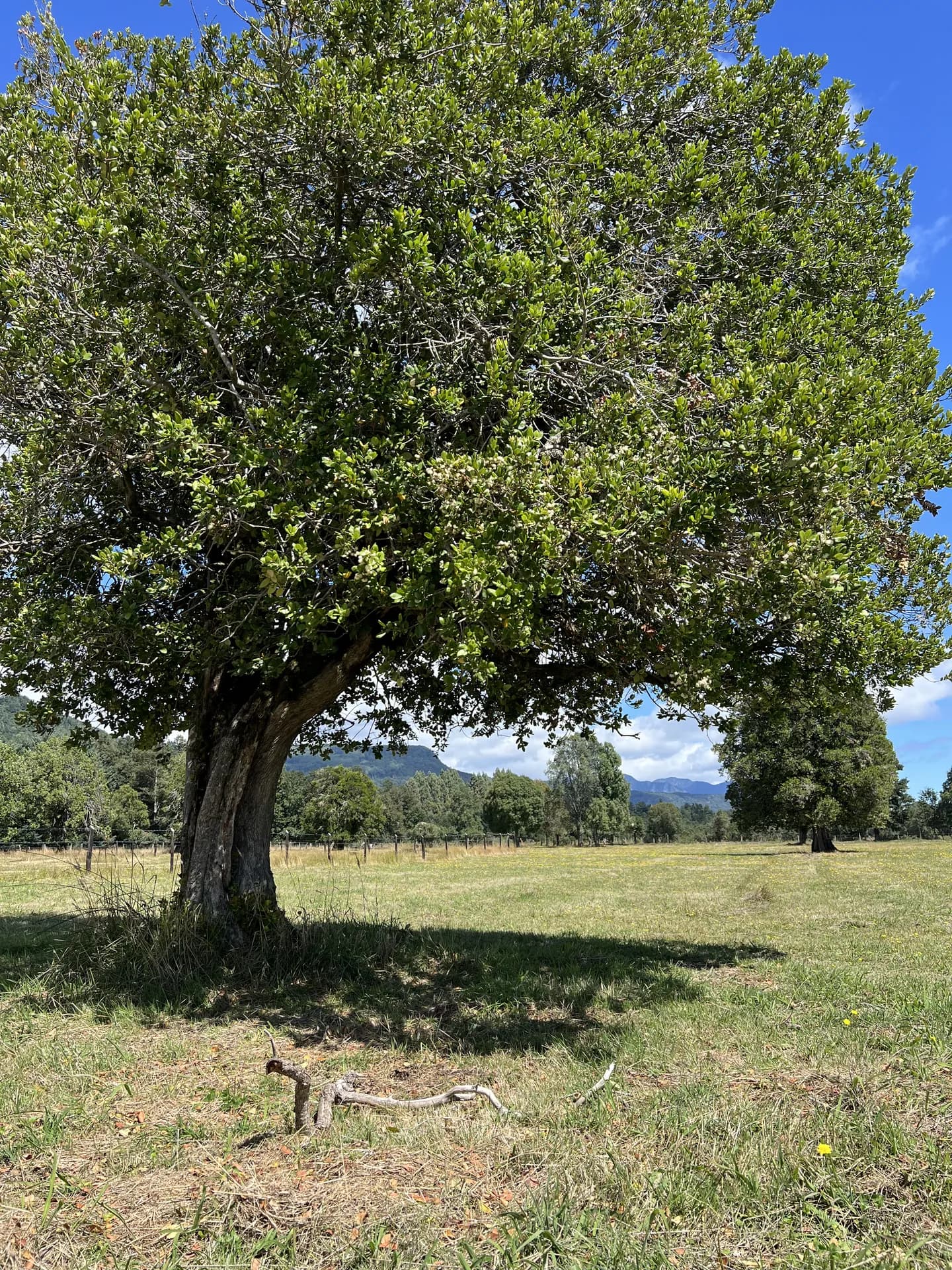 Parcelas – Brisas de Pucón